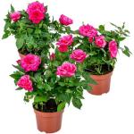 Roze Bloemen Kamerplanten met motief van Roos 