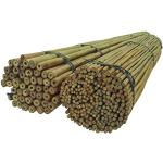 Bamboe plantenstokken  in 51 - 100 st met motief van Bamboe 