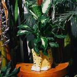 Doiy - Moderne bloempot - cheetavorm - van keramiek - plantenpot - decoratieve vaas - zwart en geel - 13,5x15x15 cm