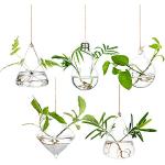 Glazen Plantenbak sets 5 stuks Sustainable 