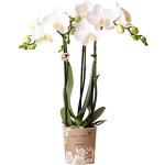 Witte Kamerplanten met motief van Orchidee 
