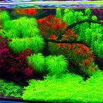 Multicolored Aquariumplanten 